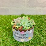 SALE✨ ❤︎多肉植物 寄せ植え