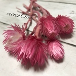  ミニシルバーデージー   ツートンロゼ