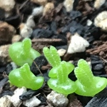 多肉植物 モニラニア 苗