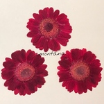 ガーベラ 同色 ３枚セット レッド系 押し花素材