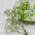 かすみ草　カスミ草　プリザーブド　グリーン