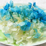 ピラミッド紫陽花　あじさい　アジサイ　プリザーブド　ブルーホワイト