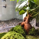 天然苔とガジュマルの木（神秘の森）