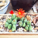 コノフィツム💕お花可愛い💕多肉植物