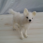 憧れの白い狼  犬