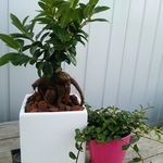 送料無料！ダブル幸福セット♡ガジュマル♡観葉植物