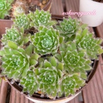 【送料無料】多肉植物 巻絹系センペルビウム 子株1カット