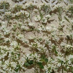 🌼大好評お買い得白い花セット🌼40輪