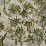 🌼再販🌼押し花素材。アリッサム30輪🌼