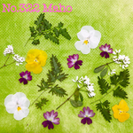 ♡押し花素材♡ビオラ、バーベナ、ユーフォルビア、green素材♡