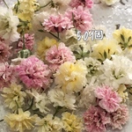 かすみ草ドライフラワー pastel mix