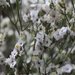 リモニウム　ピナコラーダの Dry Flower（2本組）