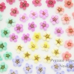 押し花素材 ： コデマリ 【 小 】 ♡ （ 着色 ）
