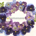 [天然無着色】押し花素材199　ビオラ　レースフラワー　勿忘草　バーベナ