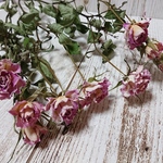 薔薇 ドライフラワー  ナチュラルピンク