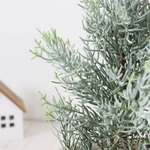 クリスマスの木＜サルフレア＞現品　陶器鉢