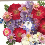 【天然無着色】押花素材209　バラ　ビオラ　秋明菊　マーガレット　パコパ　ミニバラ