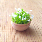 【送料込】＊かすみ草のミニプラント＊