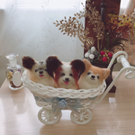 羊毛フェルト ご依頼品 パピヨンちゃんとチワワちゃん♡