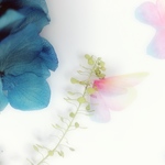 シェア花材☆グラデーションageha🦋