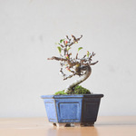 小品盆栽 長寿梅(赤花)  no.349
