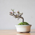 小品盆栽 長寿梅(赤花)  no.350