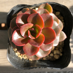 プロマ♡エケベリア♡大人気♡多肉植物
