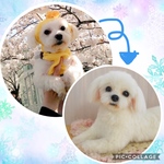 オーダー品   マルチーズちゃん❤️