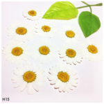 ノースポール White／10枚＊押し花素材