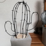 🌵サボテン