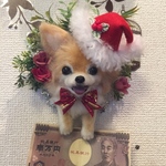 羊毛フェルトチワワのクリスマスリース