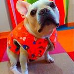 《フレンチブルドッグ》リバーシブルポンチョ