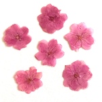 送料無料♪ 桜 押し花 (ピンク染) ５枚セット 