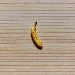 ミニチュア 食べ頃バナナ