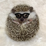 めがねプロップス（黒）