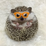 めがねプロップス（やまぶき）
