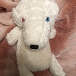 オッドアイの抱っこちゃん