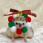 （12玉）ぽんぽんらいおんクリスマスバージョン