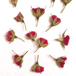 送料無料♪ 薔薇の蕾 押し花 ２０枚