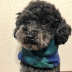 わんちゃんマフラー わんちゃんスヌード 