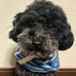  わんちゃんマフラー わんちゃんスヌード 