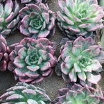 多肉植物 シルバープリンス錦 レア苗