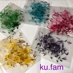 たんぽぽの綿毛 綿毛カラー 綿毛のみ250本 ku.fam