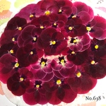 ♡new♡作家様必見♡ ♡赤花処理済み♡ ♡人気のビオラ♡押し花セット