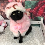 ロシアンにゃんこ(デラックスピンク)