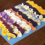 お花屋さんが作ったビオラのドライフラワー35冠set