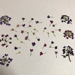 送料無料♡押し花 アリッサム