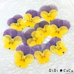 ビオラ黄色紫＊押し花10枚セットハーバリウム花材