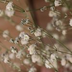 訳あり かすみ草の Dry Flower