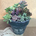 送料込み＊多肉植物＊寄せ植えＥ